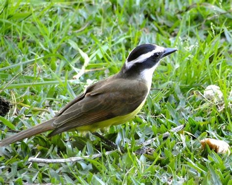 Foto Bem Te Vi Pitangus Sulphuratus Por Terezinha Colle Wiki Aves