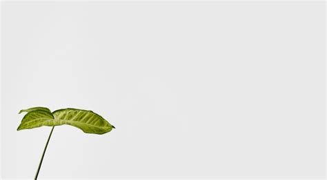 photo front view botanical leaf  copy space