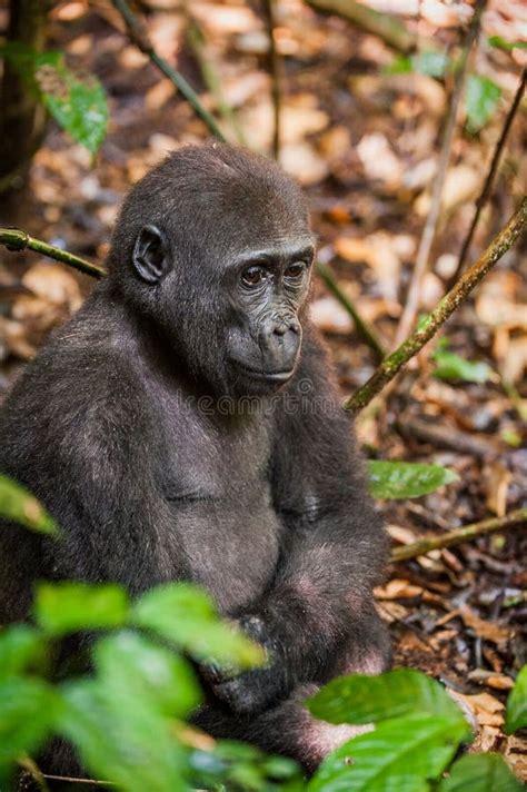 Gorila Da Plan Cie Na Selva Congo Retrato De Um Fim Do Gorila De