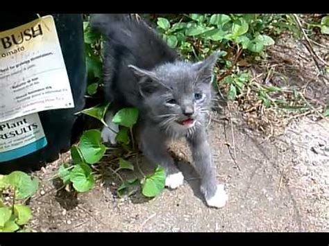 Angry Feral Kitten YouTube