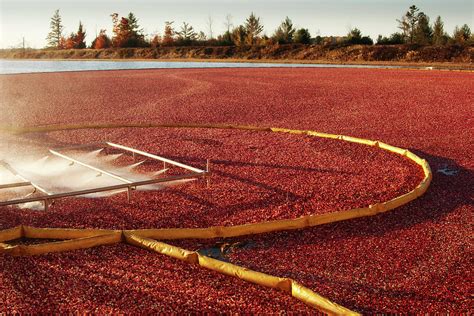 Cranberry Farm Harvesting For by Yinyang