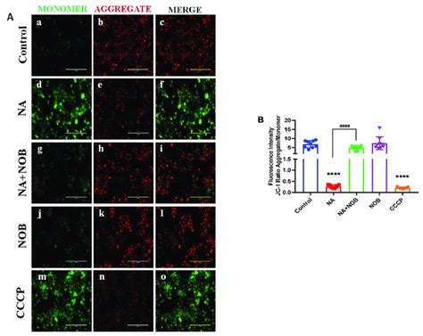 Mitochondrial Membrane Potential MMP Measurement By JC1 Dye In A