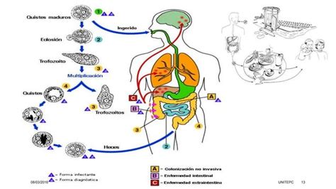 Amebiasis Ppt