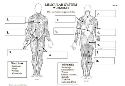 Major Muscle Groups Diagram Quizlet