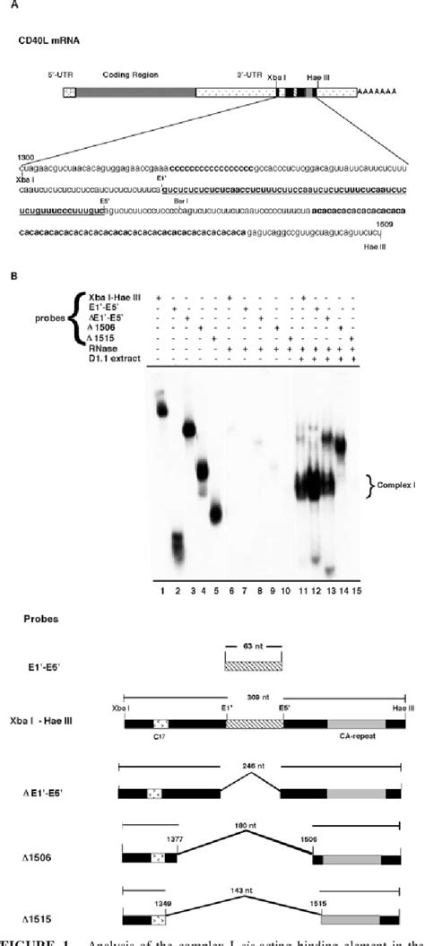 Figure From A Complex Containing Polypyrimidine Tract Binding Protein