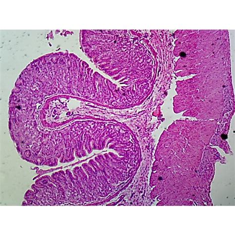 Prepared Microscope Slide Stomach Cardiac Fundic Pyloric Region