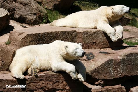 Eisbären Aleut und Gregor 2012 06 22 2249 Ute s Tierwelt Flickr