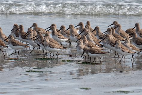 Dunlin Point No Point Hansville Kitsap Co Wa Ollie