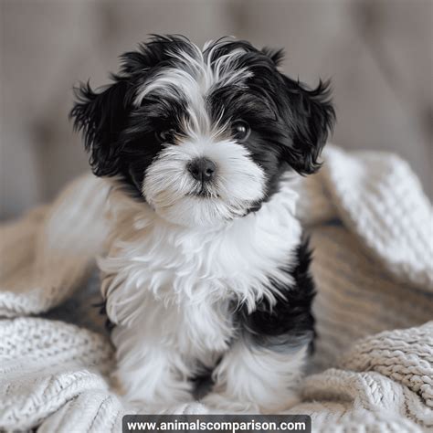 hypoallergenic dog breeds perfect  allergy sufferers animals