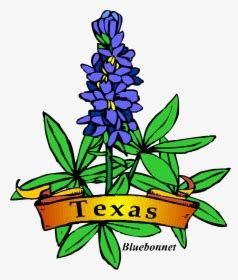 Lupinus Texensis Bluebonnet Drawing Texas Blue Bonnet Black And White