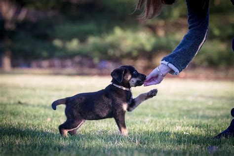 Dog Training - Ottawa Humane Society