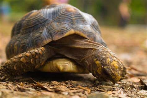 Tortuga Morrocoy Mitortuga Net