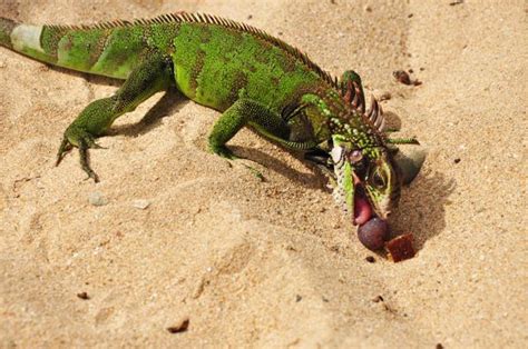 Green Iguana Facts and pictures