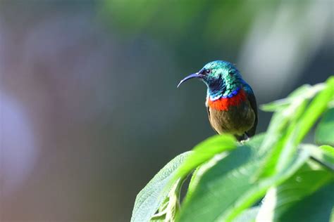 Usambara Double Collared Sunbird Holmen Birding Safaris