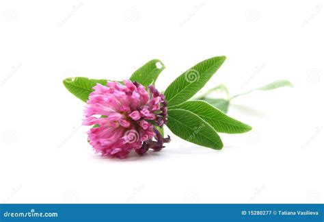 Clover flower stock image. Image of bloom, green, isolation - 15280277