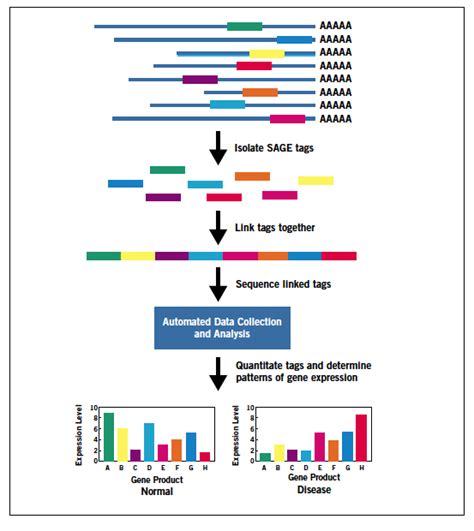 Serial Analysis Of Gene Expression Sage By Sanger Sequencing Thermo