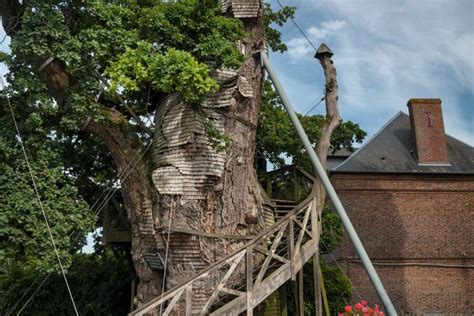 Votez Pour Les Plus Beaux Arbres Français De Lannée 2019 Geo