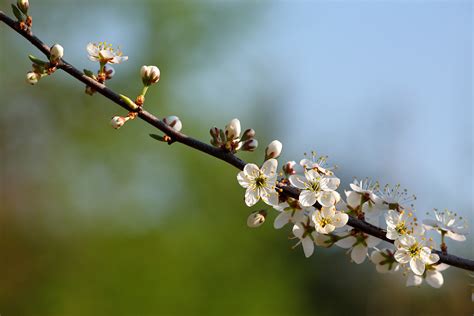 Blooming Tree Fovslet Forest Kolding Denmark Erland Refling