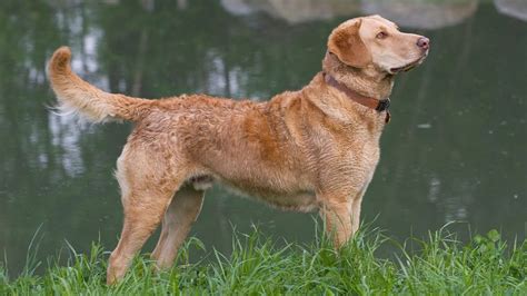 types  retriever breeds      petsradar