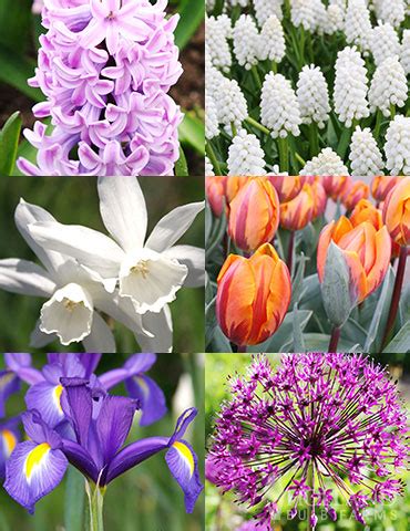 Hyacinth As Cut Flowers | Best Flower Site