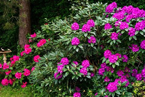 Lila Und Rote Rhododendren in Blüte Im Frühling Und Vogelbad Stockbild