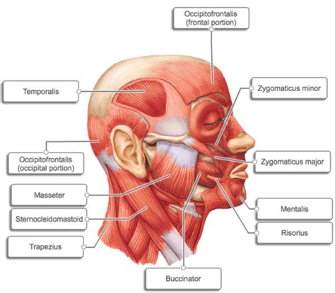 Phgy Final Exam Muscular System Flashcards Quizlet