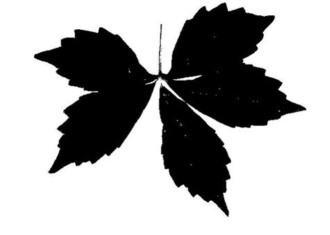 Identify A Tree By Leaf Silhouette Silhouettes Virginia Creeper Leaf