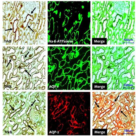 Representative Photomicrographs Of Double Immunofluorescent Staining