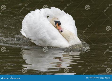 A White Swan with Ruffled Feathers Stock Image - Image of mute, bird ...