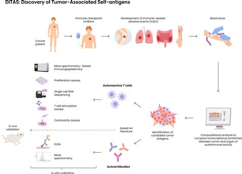 Autoimmunity In Immune Checkpoint Inhibitor‐induced Immune‐related Adverse Events A Focus On