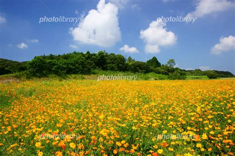 キバナコスモス畑と白い雲 写真素材 934730 フォトライブラリー Photolibrary