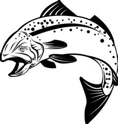 Speckled Trout Vector Images (over 100)