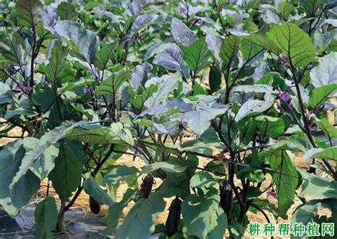 茄子喷施叶面肥有哪些好处？茄子叶面肥如何选择？【耕种帮种植网】