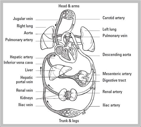 function of cardiovascular system – Graph Diagram