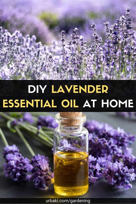 Lavender Oil Diy Artofit