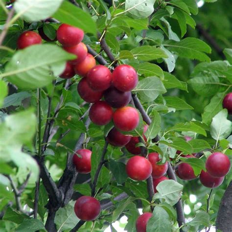 Seeds For Cherry Plum Prunus Myrobalan Amkha Seed