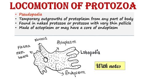 Locomotion Of Protozoa Youtube