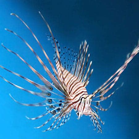 Saltwater Lionfish for sale | Zebra lionfish for sale online | Marine Lion Fish