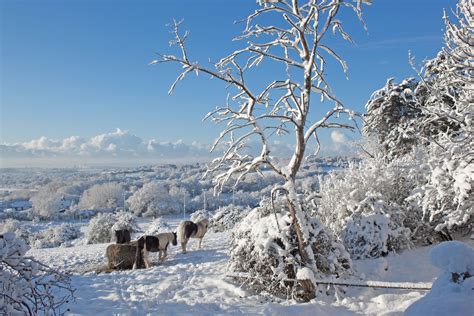 Free Snow fields 1 Stock Photo - FreeImages.com