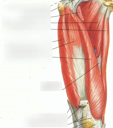 Gracilis Diagram | Quizlet