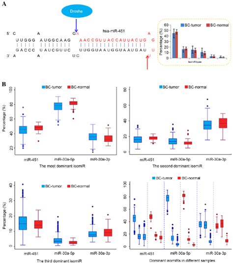 Multiple Isomirs In Mir 451 And Variations Across Different Samples