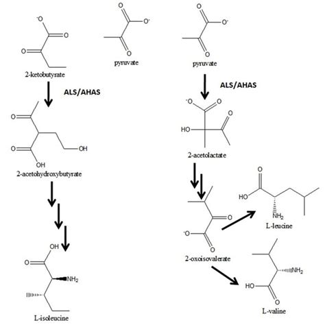 Biosynthesis Of Branched Chain Amino Acids In Plants Download Scientific Diagram