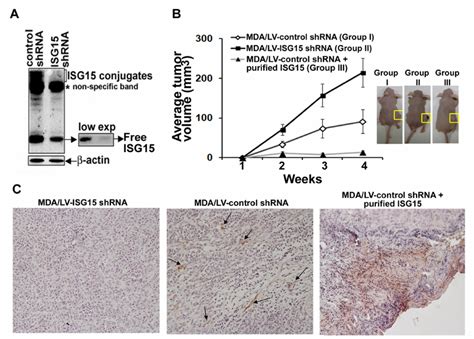 Isg Inhibits Mda Mb Breast Tumor Growth In Nude Mice And Induces