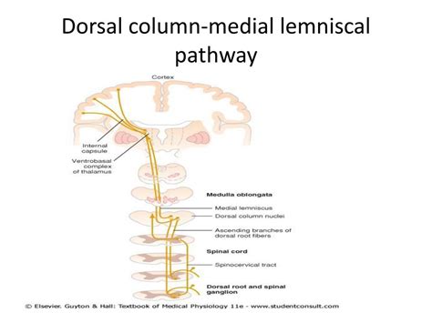 Ppt Dorsal Column Medial Lemniscal System Dc Ml Powerpoint