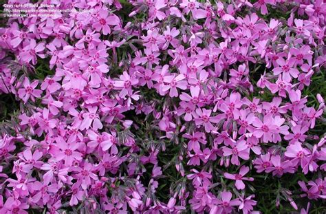 PlantFiles Pictures: Creeping Phlox, Moss Phlox 'Emerald Pink' (Phlox ...