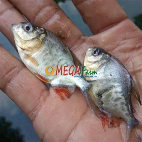 Mega Farm Pusatnya Benih Bawal Dan Bibit Ikan Bawal Murah