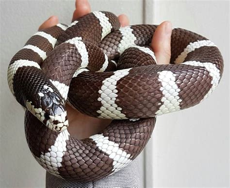 California King Snake California King Snake Majestic Animals Snake