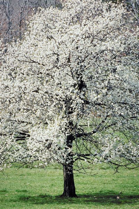 Flowering Dogwood Native In Michigan Ehow