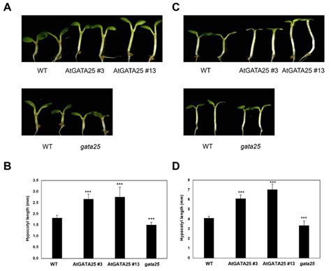 Hypocotyl Phenotypes And Length Of 5 Day Old Arabidopsis Thaliana Col 0