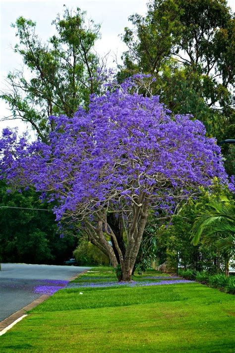 447 Best Oh To Someday Have A Jacaranda Tree Images On Pinterest